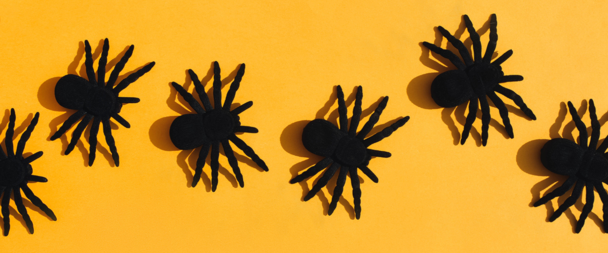 (Neppe) spinnen lopen in een rijtje